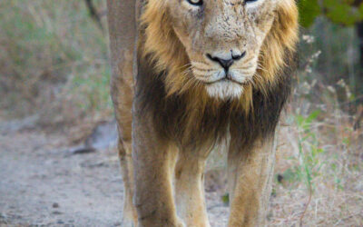 Asiatic Lion