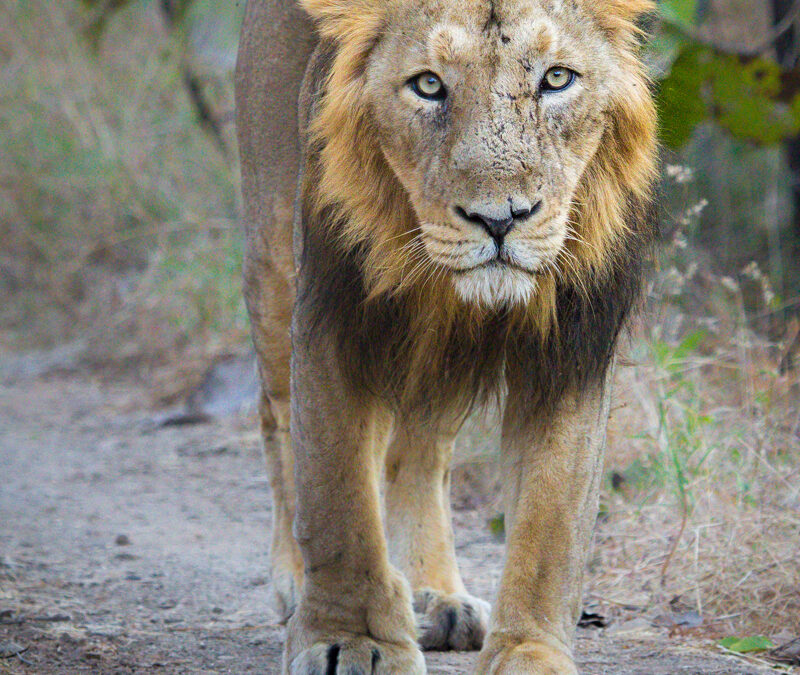 Asiatic Lion