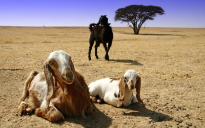 Goats: Providers of Milk and Hair