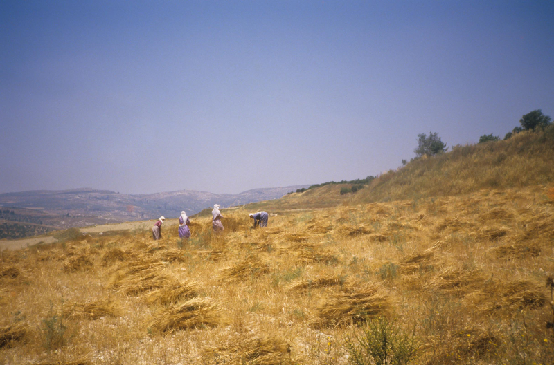 Women harvesting near Bethlehem (1985).